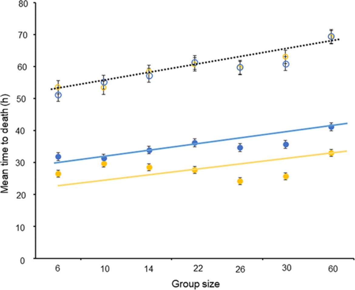 It is not only group size: Soldiers also modulate the tolerance to insecticide in termites (Blattodea: Isoptera)