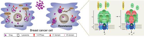 KCNJ15 deficiency promotes drug resistance via affecting the function of lysosomes