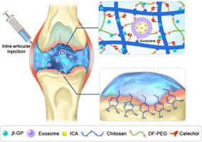 Bone mesenchymal stem cell-derived exosomes involved co-delivery and synergism effect with icariin via mussel-inspired multifunctional hydrogel for cartilage protection