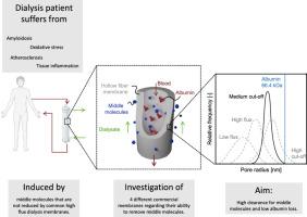 On the balance between albumin loss and removal of middle molecules in dialyzers