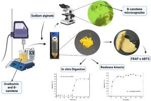 Ovalbumin and sodium alginate complex coacervates as delivery system of β-carotene: Formation, characterization, and cookies fortification