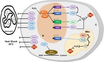 Characterization of the Trr/Trx system in the fungal pathogen Candida glabrata