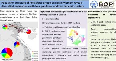 Population structure of Pyricularia oryzae on rice in Vietnam reveals diversified populations with four pandemic and two endemic clusters