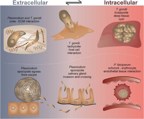 Fostering innovation to solve the biomechanics of microbe–host interactions: Focus on the adhesive forces underlying Apicomplexa parasite biology