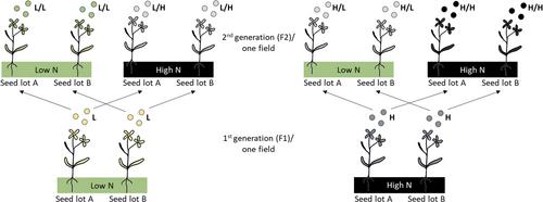 Low nitrogen fertilization enriches nitrogen-fixing bacteria in the Brassica seed microbiome of subsequent generations