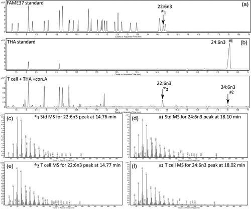 Exogenous tetracosahexaenoic acid modifies the fatty acid composition of human primary T lymphocytes and Jurkat T cell leukemia cells contingent on cell type