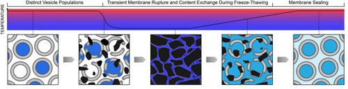 Elucidating the Mechanism of Freeze-Thaw Driven Content Mixing between Protocells