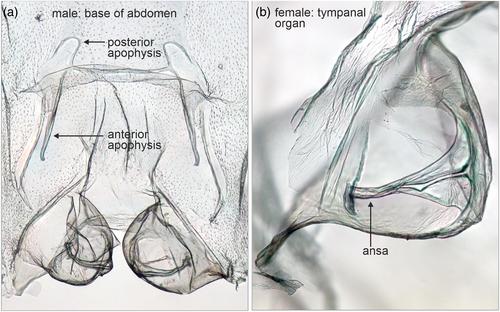 A phylogenomic perspective on the relationships of subfamilies in the family Geometridae (Lepidoptera)