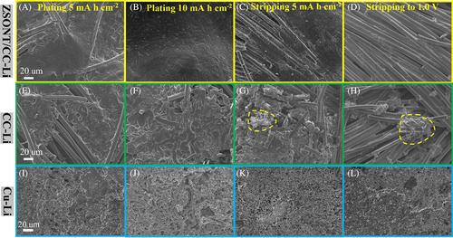 In situ tailoring solid electrolyte interphase of three-dimensional Li metal electrode for enhanced Coulombic efficiency