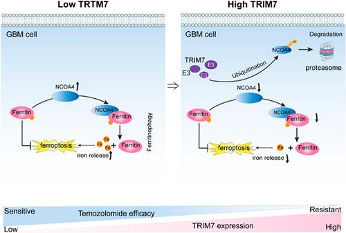 The antiferroptotic role of TRIM7: Molecular mechanism and synergistic effect with temozolomide