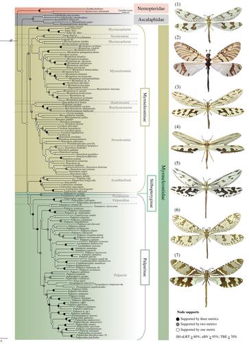 Evolution, systematics and historical biogeography of Palparini and Palparidiini antlions (Neuroptera: Myrmeleontidae): Old origin and in situ diversification in Southern Africa