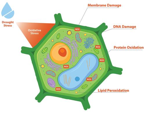 Challenges in pea breeding for tolerance to drought: Status and prospects