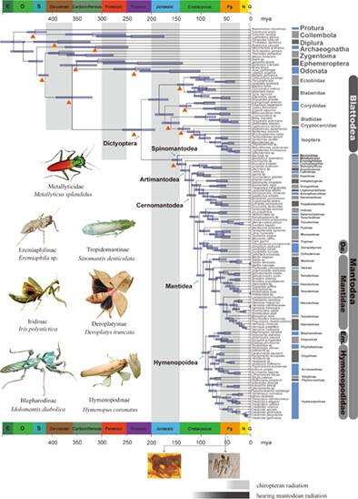 Phylogenetic relationships and divergence dating of Mantodea using mitochondrial phylogenomics