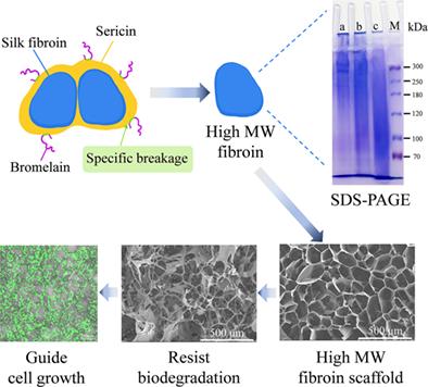 A high molecular weight silk fibroin scaffold that resists degradation and promotes cell proliferation