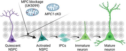 Waking up neural stem cells through inhibition of mitochondrial pyruvate import