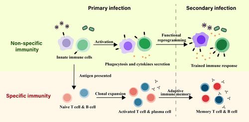 Advances in immune response to pulmonary infection: Nonspecificity, specificity and memory