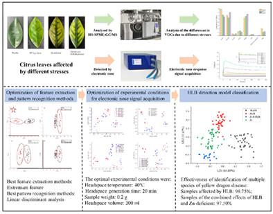 Identification of multiple symptoms of huanglongbing by electronic nose based on the variability of volatile organic compounds