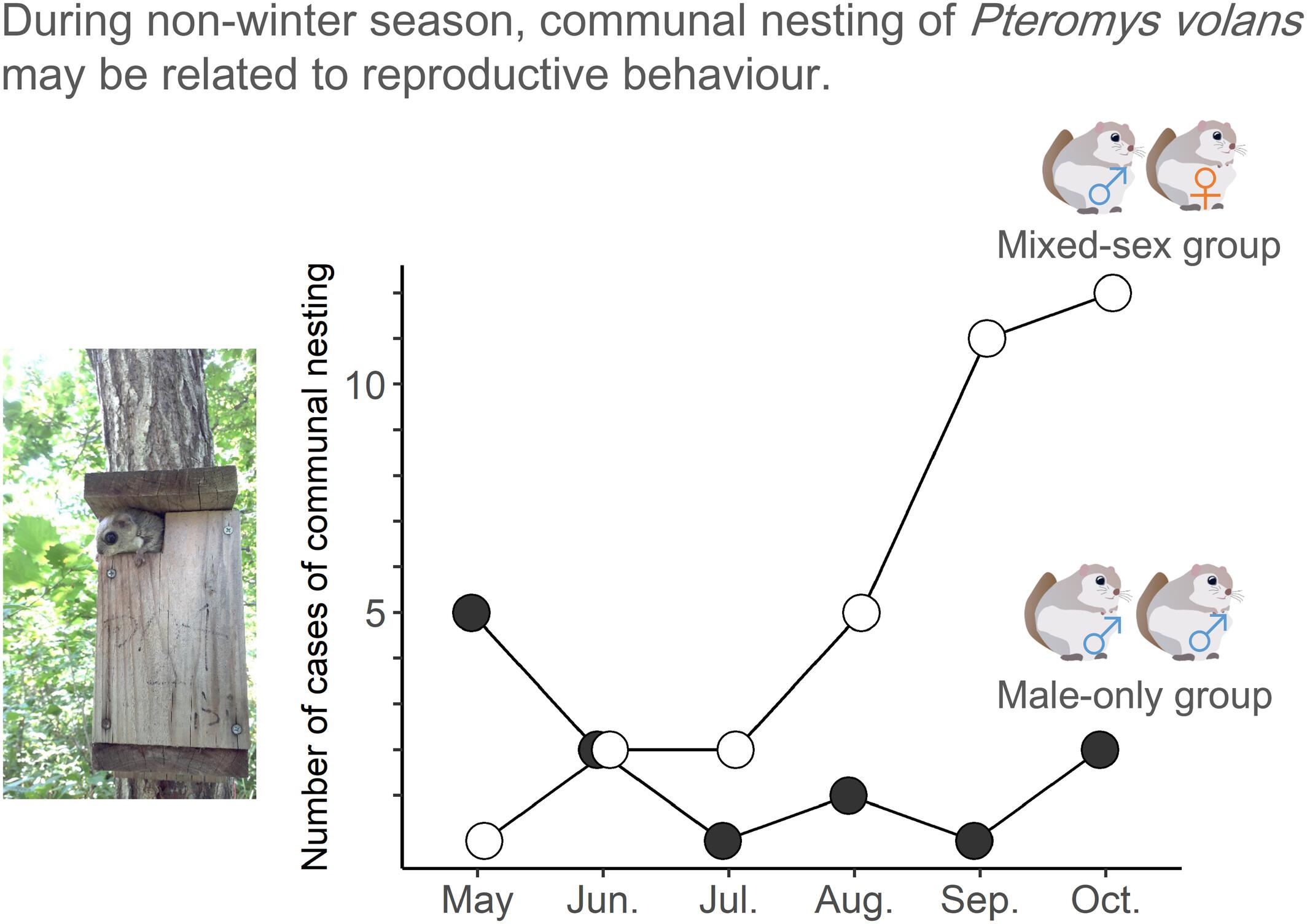 Communal nesting behaviour of Siberian flying squirrels during the non-winter season