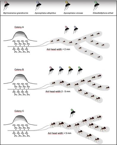 Phorid fly parasitism rates vary between individual colonies of the leaf-cutting ant Atta laevigata