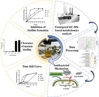 Evaluation of antimicrobial activity and mechanism of Mentha longifolia L. essential oil