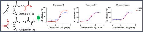 Bergamotane-type sesquiterpenes from the leaves and twigs of Illicium oligandrum and their anti-inflammatory activities