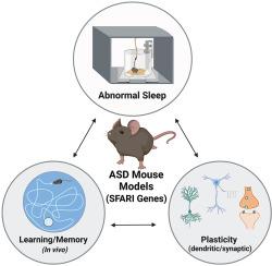 Critical periods and Autism Spectrum Disorders, a role for sleep