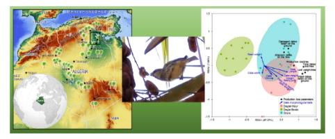 Disclosing the determinants, drivers and predictors of bird depredation on date palm (Phoenix dactylifera L.) production