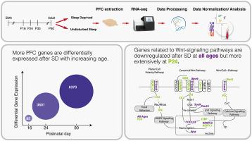 Ontogenesis of the molecular response to sleep loss