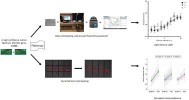 Pleiotropic effects of a high confidence Autism Spectrum Disorder gene, arid1b, on zebrafish sleep