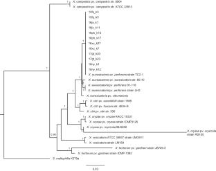 Xanthomonas euvesicatoria pv. perforans is the causative agent of bacterial leaf spot on Ipomoea aquatica from Fujian Province in China