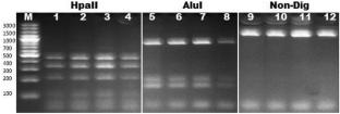 First report of DNA barcoding, phylogenetic analysis and transmission study of Medicago sativa phytoplasma (16Sr-II-D) and associated insect vectors in Pakistan