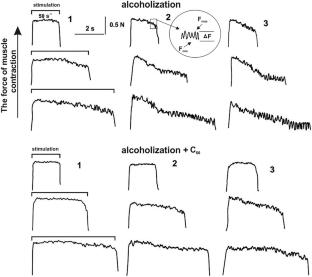 C60 fullerene reduces the level of fluctuations in the force response of muscle gastrocnemius in chronically alcoholized rats