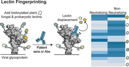 Lectin Fingerprinting Distinguishes Antibody Neutralization in SARS-CoV-2