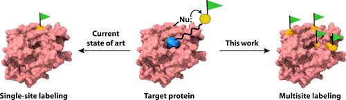 Multisite Labeling of Proteins Using the Ligand-Directed Reactivity of Triggerable Michael Acceptors