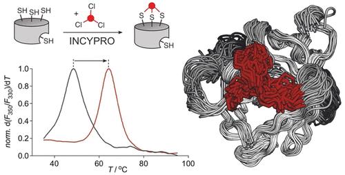 Bicyclic Engineered Sortase A Performs Transpeptidation under Denaturing Conditions
