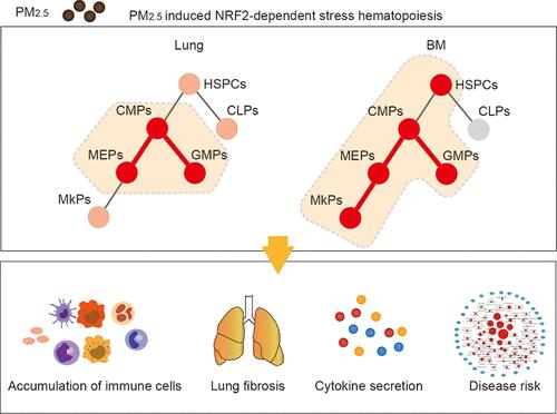 PM2.5 Increases Systemic Inflammatory Cells and Associated Disease Risks by Inducing NRF2-Dependent Myeloid-Biased Hematopoiesis in Adult Male Mice