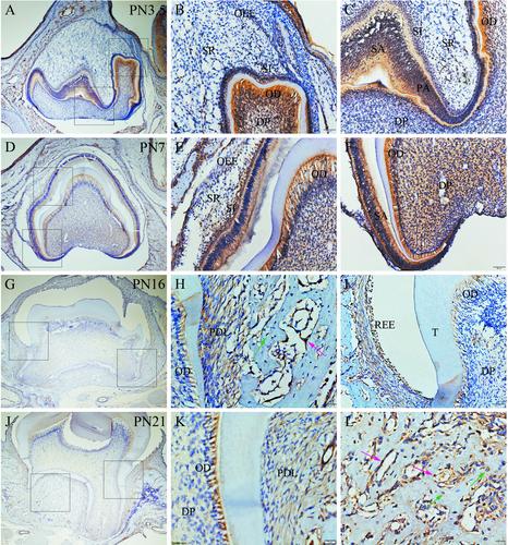 Temperal and spatial expression of CCN1, CCN3, CCN4, CCN5 and CCN6 proteins in the developing postnatal teeth