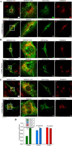 CD40 induces selective routing of Ras isoforms to subcellular compartments