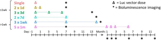 Repeat or single-dose lentiviral vector administration to mouse lungs? It’s all about the timing