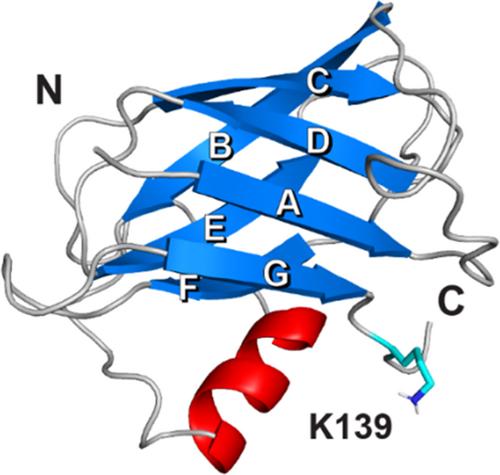 The basal and major pilins in the Corynebacterium diphtheriae SpaA pilus adopt similar structures that competitively react with the pilin polymerase