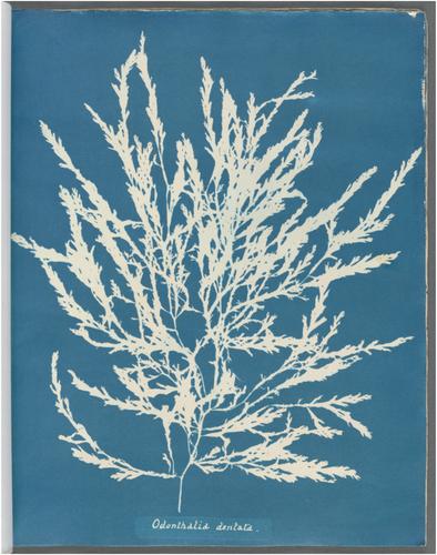 Crafting and collecting cyanotypes: Anna Atkins's Photographs of British Algae: Cyanotype Impressions