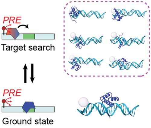 Analyzing paramagnetic NMR data on target DNA search by proteins using a discrete-state kinetic model for translocation