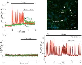 Activation of the Cannabinoid Receptors Suppresses Hyperexcitation of Rat Hippocampal Neuronal Networks In Vitro