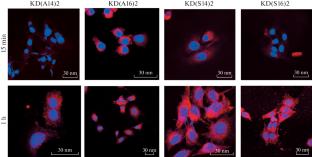 Mixed Cationic Liposomes Based on L-Amino Acids As Efficient Delivery Systems of Therapeutic Molecules into Cells