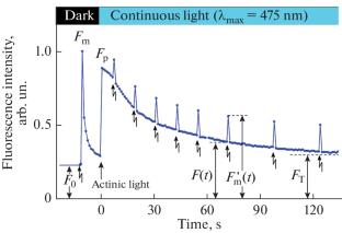 Electron Transport in Chloroplast Membranes of Shade-Tolerant and Light Loving Tradescantia Species