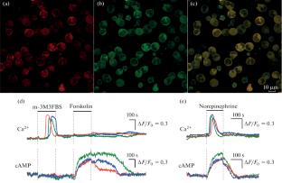 Monoclonal Line of Cells Co-Expressing Genetically Encoded Sensors for cAMP and Ca2+