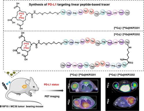 Linear Peptide-Based PET Tracers for Imaging PD-L1 in Tumors