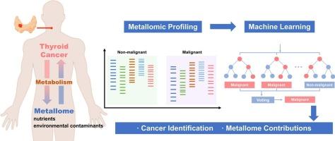 Machine learning-aided metallomic profiling in serum and urine of thyroid cancer patients and its environmental implications