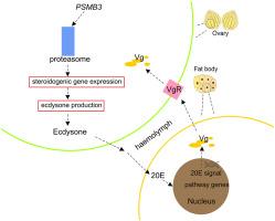 Proteasome β3 subunit (PSMB3) controls female reproduction by promoting ecdysteroidogenesis during sexual maturation in Bactrocera dorsalis