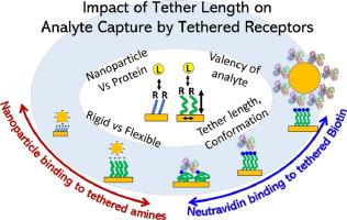 Impact of tether length and flexibility on the efficiency of analyte capture by tethered receptors